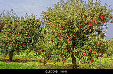 Érett almák, Malus domestica, az almafákon meg a fa törzs alján,Panyolában-stock-foto