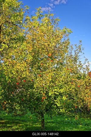 Almafa piros almákkal, Malus domestica, reggeli fényben, Panyolában-stock-foto