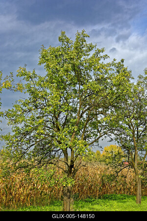 Az öreg, a nemtudom szilvának fája, Panyolában-stock-foto