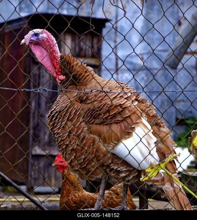 Vadpulyka Meleagris gallopavo,  a drót kerítés mögött, Panyolában-stock-foto