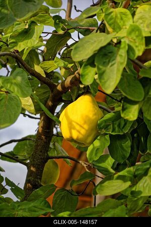 Sárga birsalma, Cydonia oblonga, a fán egy kertben Panyolán-stock-foto
