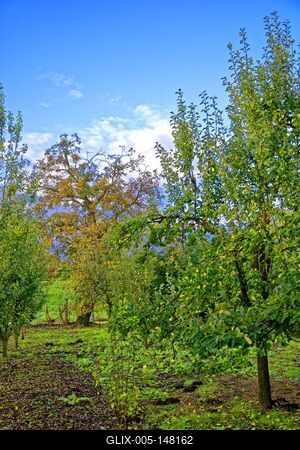 Gyümölcsfák és lombfa egy kertben Panyolában-stock-foto
