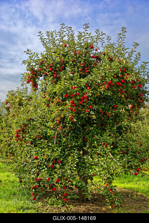 Almafa sok piros almával, Panyolában-stock-foto