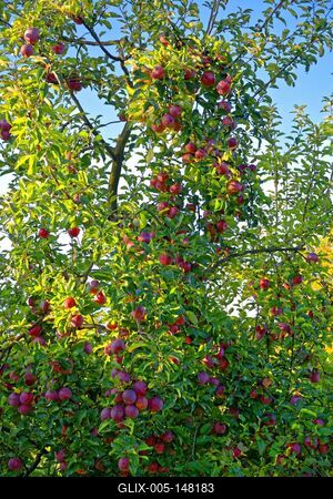 Almafa ág sok piros almával, Malus domestica, az árnyékban Panyolában-stock-foto