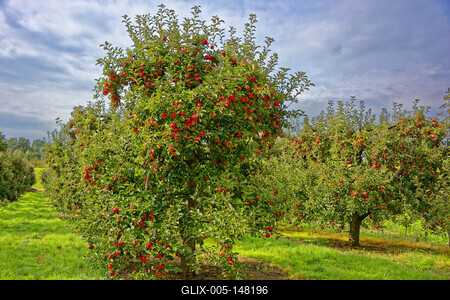 Alma gyümölcsfák ültetvény sok piros almával, Malus domestica, Panyolán-stock-foto