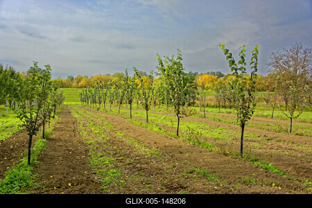 Fiatal almafák az ártérben, Panyolában-stock-foto