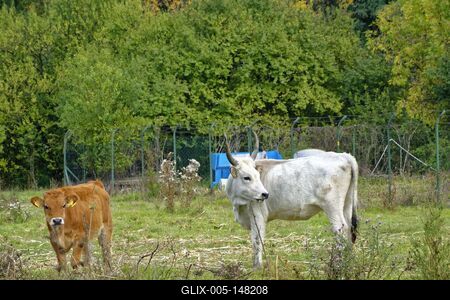Magyar szürke Szarvasmarha és barna tehén a legelőn, Panyolában-stock-foto