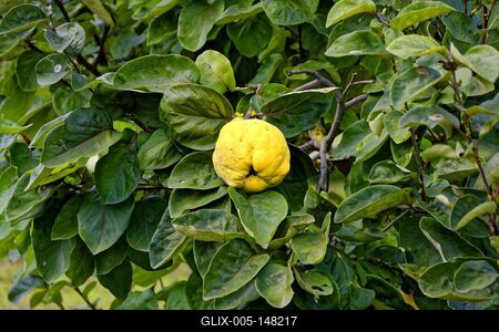 Birs, Cydonia oblonga, a fán, zöld levelek-stock-foto