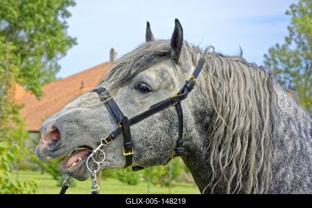 Szürke Magyar Hidegvérű Ló Portré-stock-foto