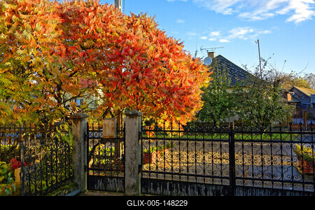 Ecetfa, Rhus hirta, őszi színben Panyolán-stock-foto