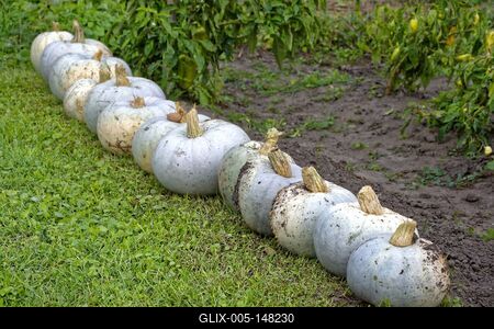 Óriás tökök, Cucurbita maxima, sorakoznak egy panyolai kertben-stock-foto