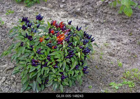 Bokros Twilight Chili Paprika, Capsicum annuum, lila és piros egy panyolai kertben-stock-foto