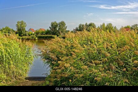 Nádas a Martfű halász tó partján-stock-foto
