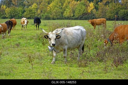 Magyar szürke szarvasmarha más marhák közt a legelőn, Panyolában-stock-foto