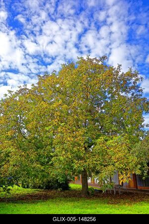 Diófa a kertben, Panyolában-stock-foto