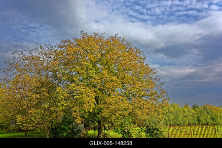 Diófan őszi színben, Panyolában-stock-foto