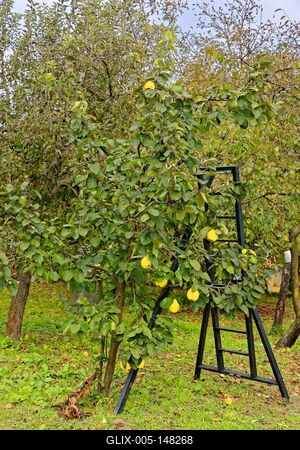 Fekete létra a birsalm, Cydonia oblonga, fa előtt egy kertben Panyolán-stock-foto