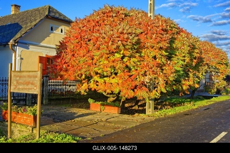 Az Ecetfa, Rhus Hirta, őszi színben Panyolán-stock-foto