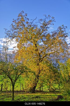 Öreg lombfa egy kertben Panyolában-stock-foto