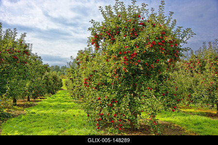 Almafa ültetvény sok piros almával, Malus domestica, Panyolán-stock-foto