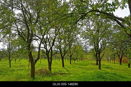 Öreg nemtudom szilvafajta fák, Panyolában-stock-foto
