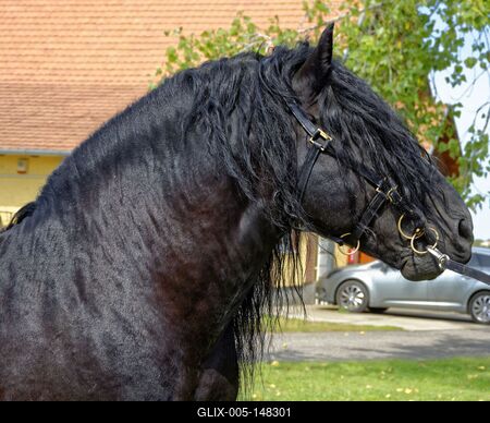 Blacky, Magyar Hidegvérű ló feje, portré-stock-foto