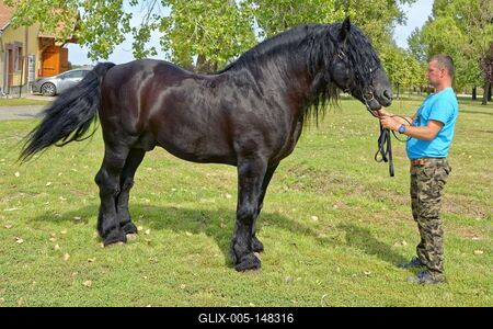 Magyar fekete  hidegvérű ló bemutatása-stock-foto