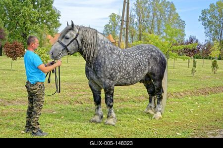 Magyar hidegvérű ló fajta szürke gondozójával-stock-foto