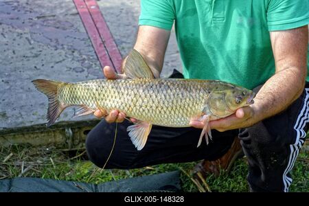 Férfi kezek Amur, Ctenopharyngodon idella, halat tartanak-stock-foto