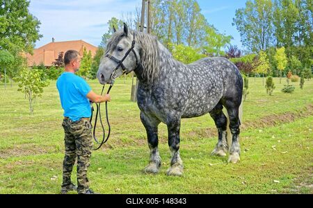 Szürke Magyar Hidegvérű Ló gonozójával egy kertben-stock-foto