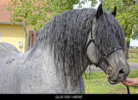 Magyar hidegvérű szürke ló portréja-stock-foto