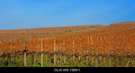 Grand Tokaj, Tokaj-Hegyalja szőlődűlők jó fekvése,-stock-foto
