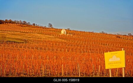Grand Tokaj, Disznókő szőlődűlő Tokaj-Hegyalja-stock-foto