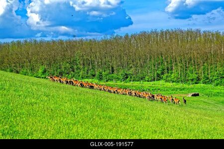 Nagy csorda szarvas domb oldalon-stock-foto