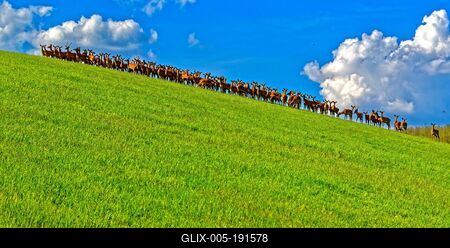Nagy csorda szarvas egy domb tetején figyelnek-stock-foto