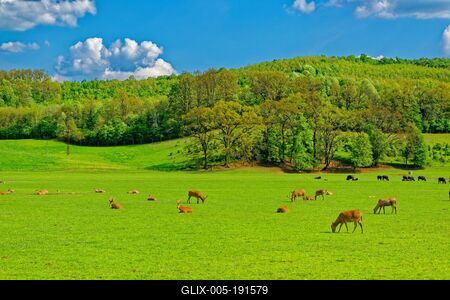 Szarvasok pihennek, legelnek füves völgyben-stock-foto