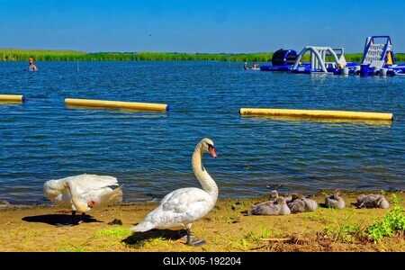 Tisza-tó,Sarud strandfürdõ hattyú családdal és vízijátszótérrel-stock-foto