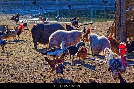 Magyar vidéki parasztudvar, vegyes állatokkal-stock-foto