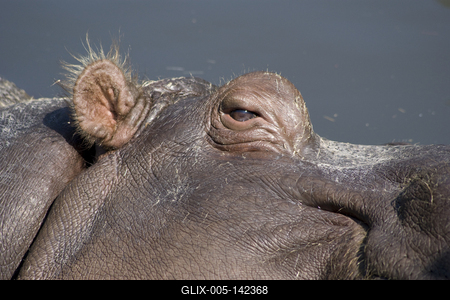 Viziló a budapesti állatkertben-stock-foto