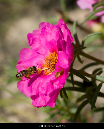 Méh a virág kelyhében-stock-foto