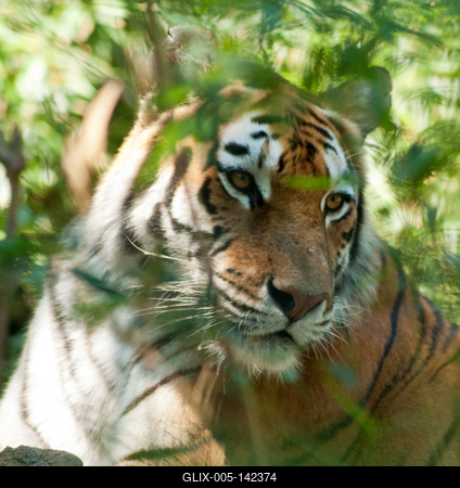 Szibériai tigris portré-stock-foto