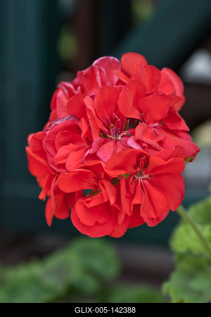 Muskátli vrága-stock-foto