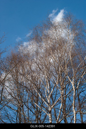 Kopasz fák kora tavasszal-stock-foto