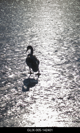Hattyú a befagyott Balatonon-stock-foto