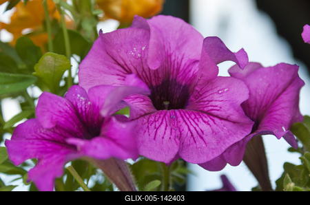 Lila petunia közelről-stock-foto