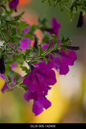 Lila virágkehely-stock-foto