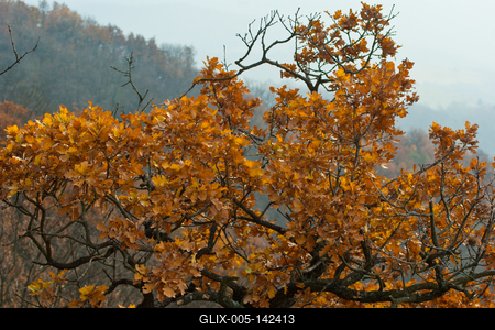 Őszi erdő-stock-foto