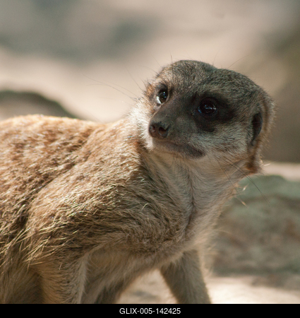 Az őrszem szurikáta-stock-foto