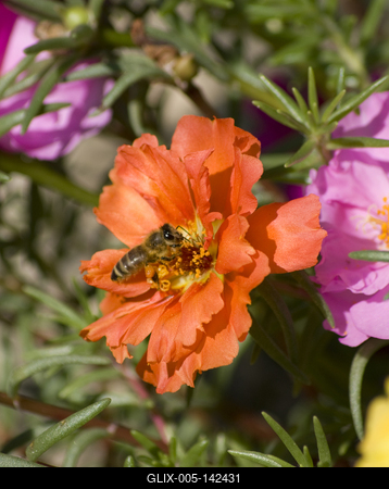 Méh a virág kehelyben-stock-foto