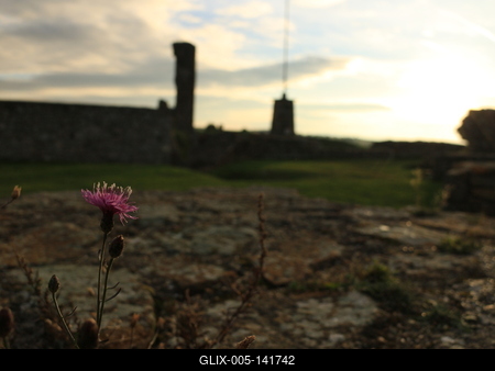 Hajnali virág-stock-foto